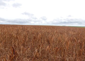 AS POTENCIALIDADES DOS FEIJÕES NO MATO GROSSO
