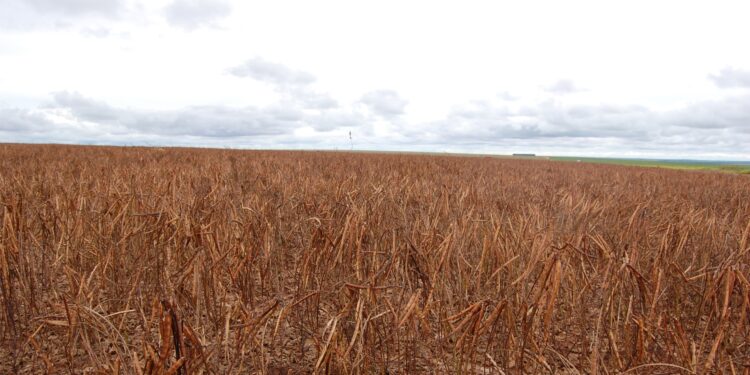 AS POTENCIALIDADES DOS FEIJÕES NO MATO GROSSO