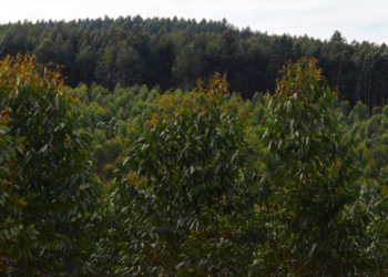 Segmento florestal projeta expansão
