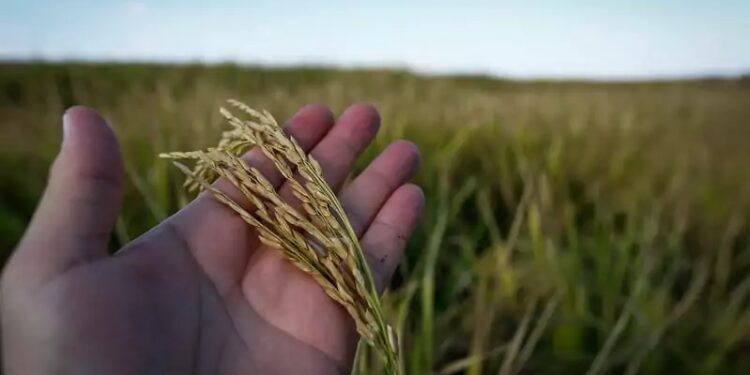 Método rápido e preciso para avaliar qualidade