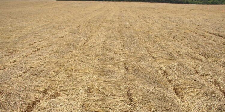 Desafios e metas do SPD para a próxima década