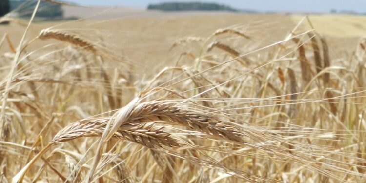 CEVADA: Horizonte positivo nas lavouras