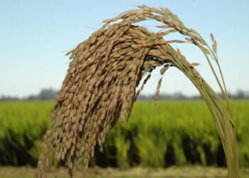 Alimento do Brasil no mercado mundial