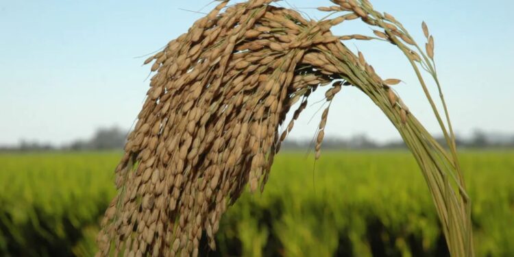 Alimento do Brasil no mercado mundial