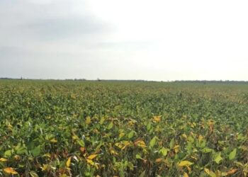 Experiência do cliente: isso existe para o agronegócio?