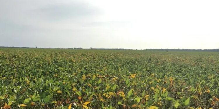 Experiência do cliente: isso existe para o agronegócio?