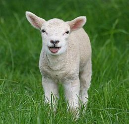 POR MAIS SILAGEM E CORDEIROS