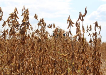 Porque eles são os campeões da produtividade