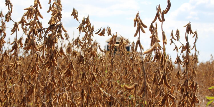 Porque eles são os campeões da produtividade