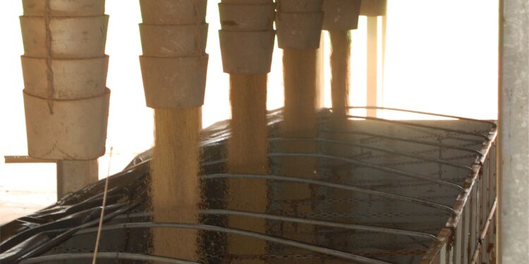 Leandro Mariani Mittmann