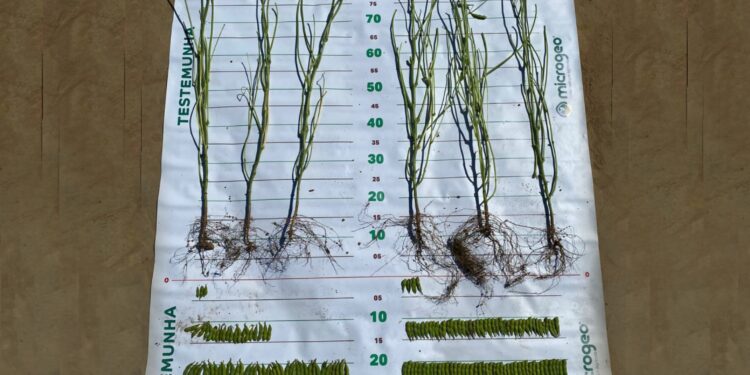 BIOLÓGICOS PARA RESTABELECER O MICROBIOMA DO SOLO