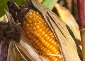 COMO É POSSÍVEL DOBRAR A PRODUÇÃO EM DEZ ANOS