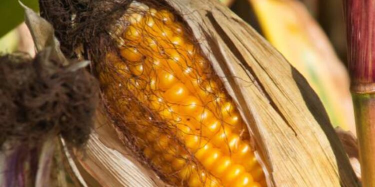 COMO É POSSÍVEL DOBRAR A PRODUÇÃO EM DEZ ANOS