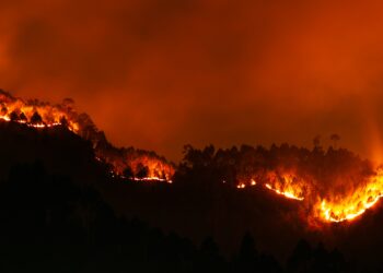 “Coroneis” ou “Abraça-árvores” Quem está certo quando o assunto é sustentabilidade?