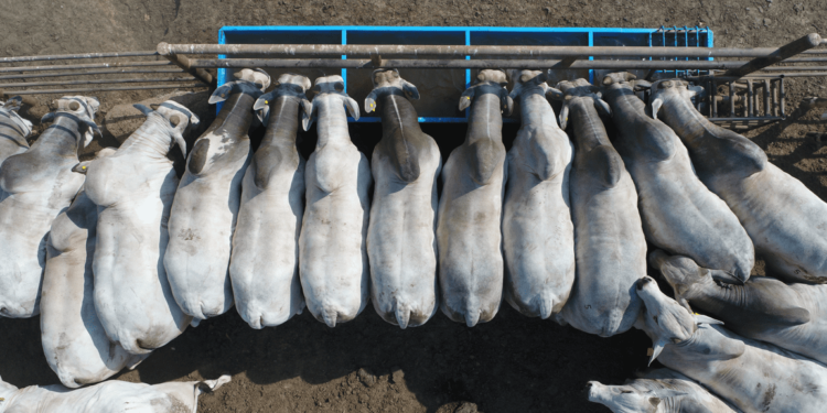 À noite, todos os gatos são pardos