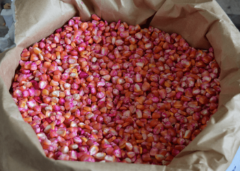 Na escolha da semente o ciclo é característico fundamental