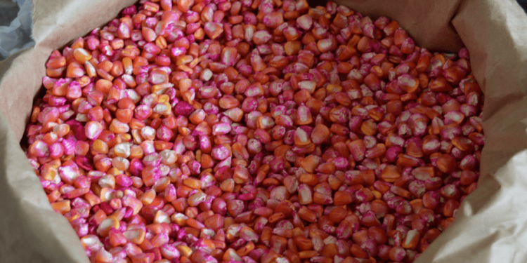 Na escolha da semente o ciclo é característico fundamental