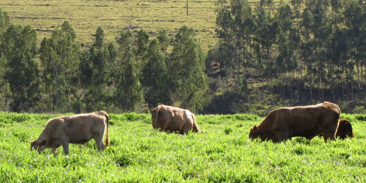Quebra de paradigmas na ILP