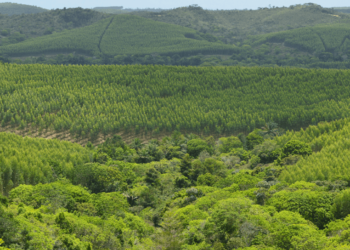 Florestas plantadas ainda mais verdes