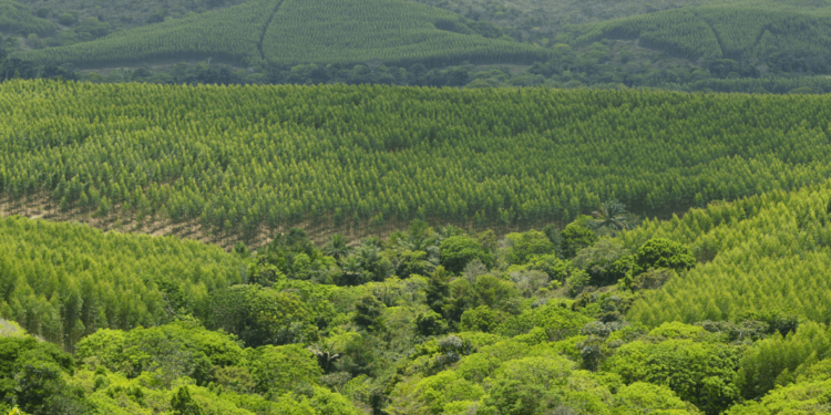 Florestas plantadas ainda mais verdes