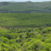 Florestas plantadas ainda mais verdes