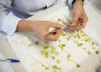 As principais recomendações que favorecem as qualidades dos grãos