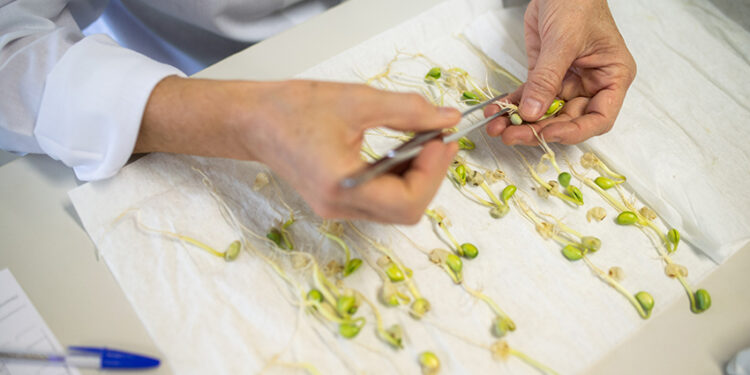 As principais recomendações que favorecem as qualidades dos grãos