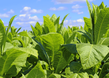 Tabaco: área encolhe, mas os embarques voltaram