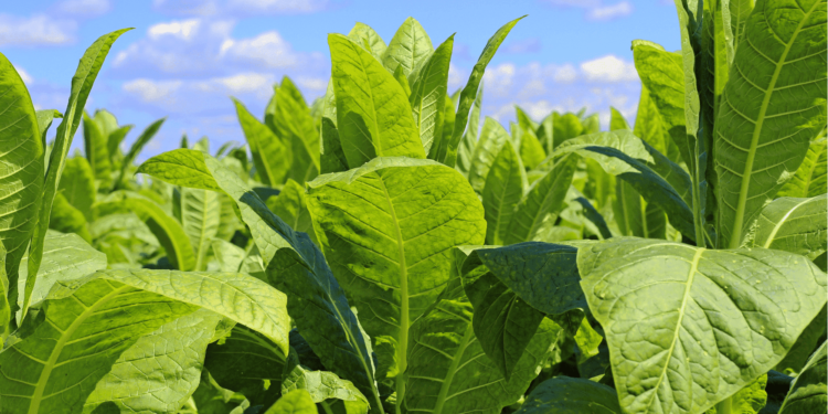 Tabaco: área encolhe, mas os embarques voltaram