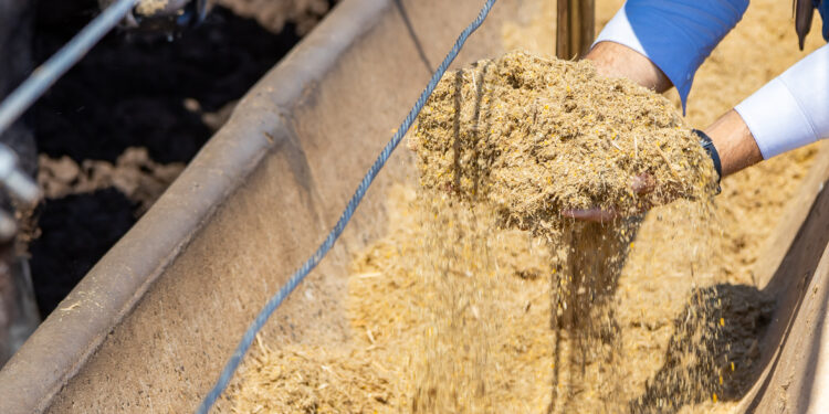 Segurança alimentar passa pela suplementação