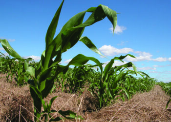 Aumento da retenção de carbono pelo solo