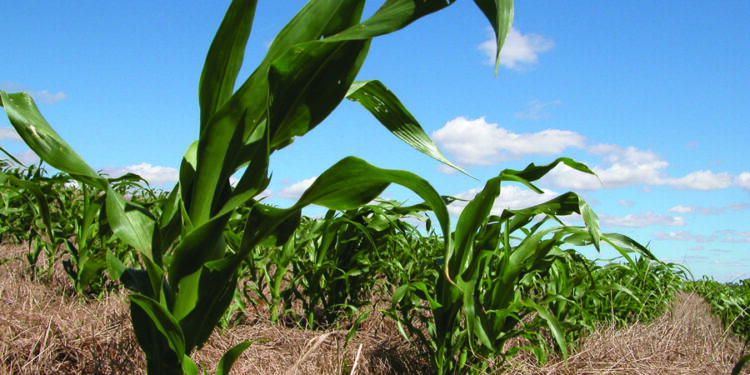 Aumento da retenção de carbono pelo solo