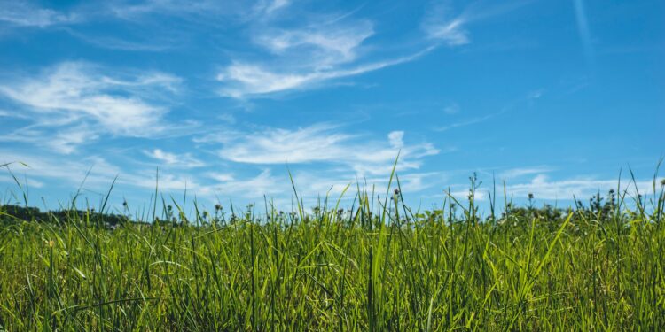 Diversificar pastagens é alternativa simples para intensificação sustentável dos sistemas de produção pecuário