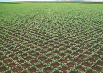 MAIS DE 100 SACAS DE SOJA POR HECTARE. POR QUE NÃO?