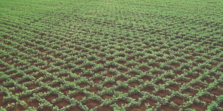 MAIS DE 100 SACAS DE SOJA POR HECTARE. POR QUE NÃO?