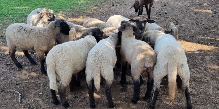Confinamento de cordeiros