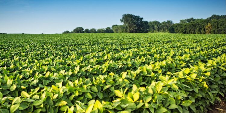 O FUTURO AOS BIOINSUMOS PERTENCE