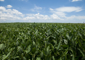 Soja: desenvolvimento pleno é consequência do correto manejo