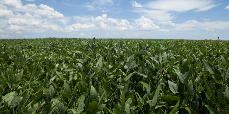 Soja: desenvolvimento pleno é consequência do correto manejo