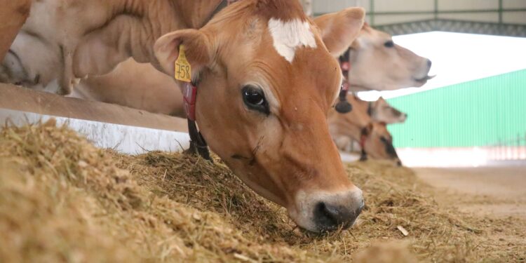 Reprodução e nutrição são pilares da atividade 