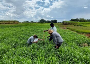 Independentemente do porte, o pecuarista que ainda decidir fugir destas tendências terá apenas dois caminhos