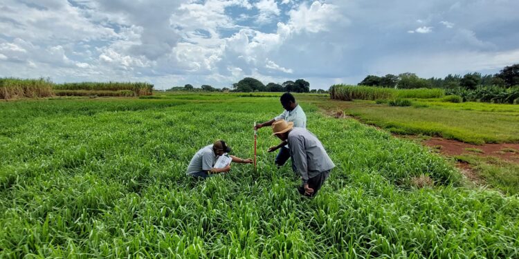 Independentemente do porte, o pecuarista que ainda decidir fugir destas tendências terá apenas dois caminhos