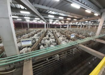 Recorde paraguaio no Circuito Nelore 