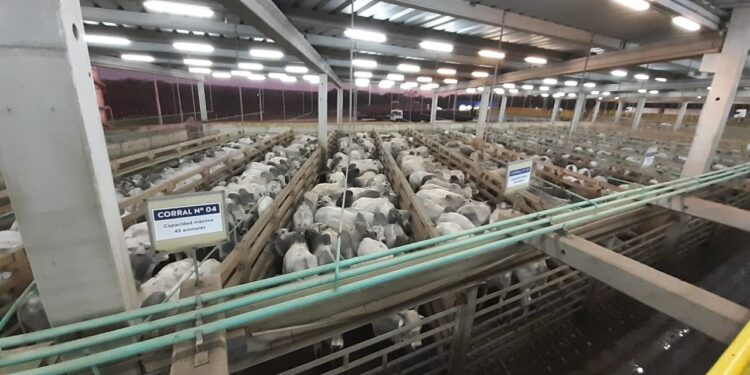 Recorde paraguaio no Circuito Nelore