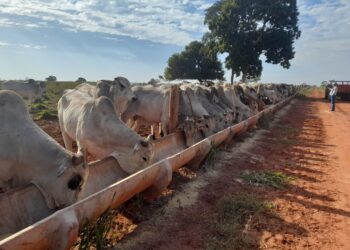 PECUÁRIA INTENSIVA – TIP gera arroba mais barata e sustentável