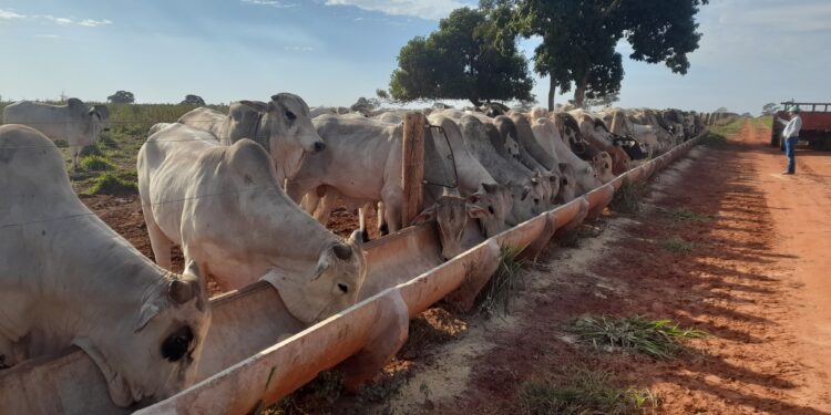 PECUÁRIA INTENSIVA – TIP gera arroba mais barata e sustentável