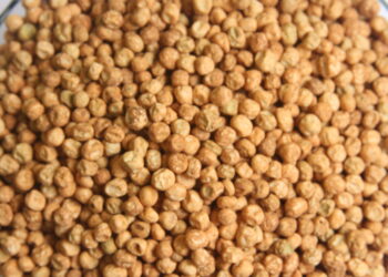 Grão-de-bico como alternativa na integração lavoura-pecuária-floresta