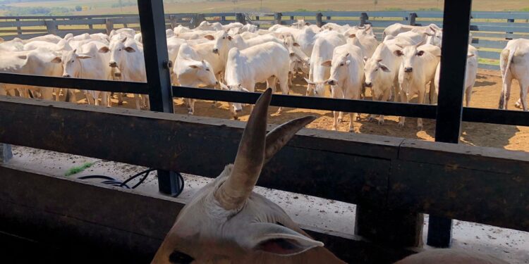 Indução ovulatória ou de puberdade?