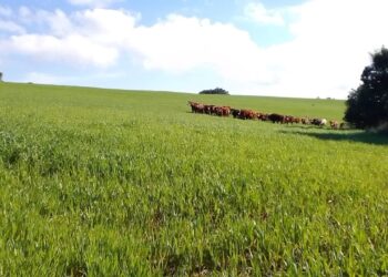IMPORTÂNCIA DO PÓ DE ROCHA NA CONSTRUÇÃO DA FERTILIDADE DO SOLO