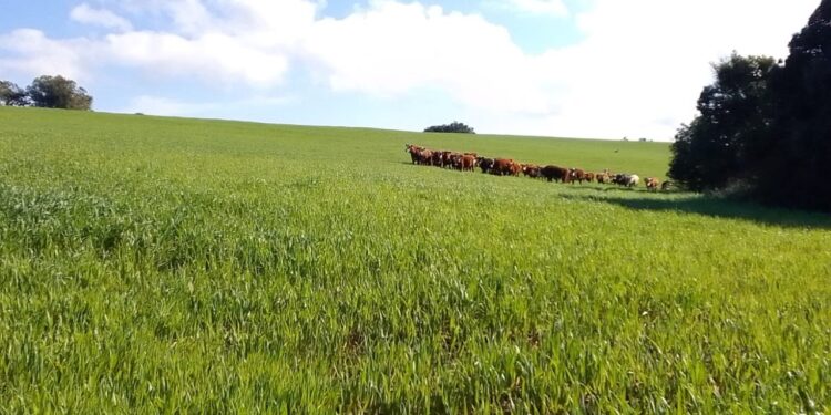 IMPORTÂNCIA DO PÓ DE ROCHA NA CONSTRUÇÃO DA FERTILIDADE DO SOLO